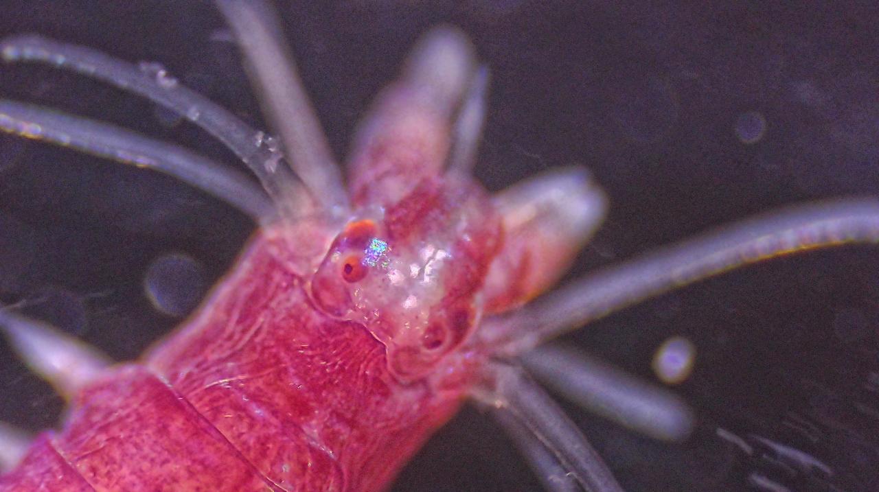 Dai fondali al cielo stellato: la metamorfosi del verme a pagaia